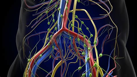 Human Lymph Nodes Anatomy For Medical Concept 3d Rendering Stock