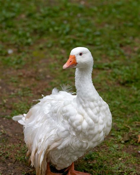 13 White Geese Breeds With Pictures Bird Helpful