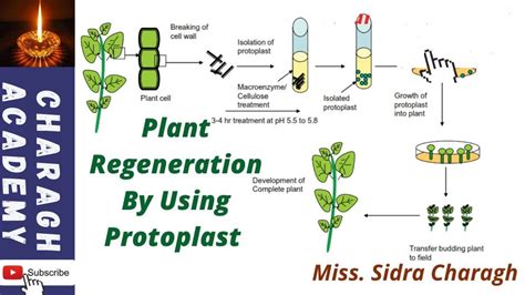 Plant Regeneration By Using Protoplast Youtube