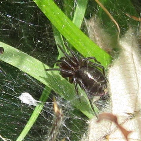 Labyrinth Spider