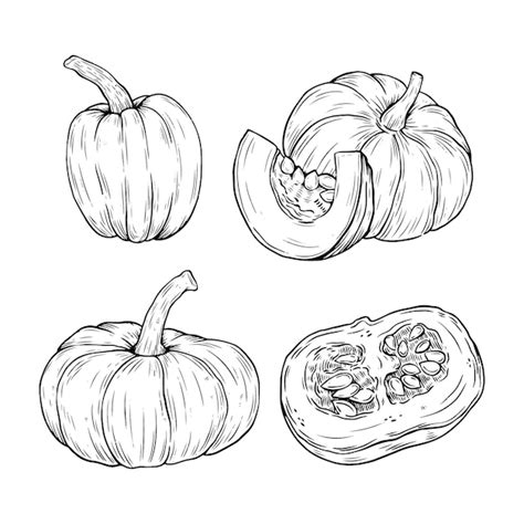 Premium Vector Hand Drawn Pumpkin Drawing Illustration