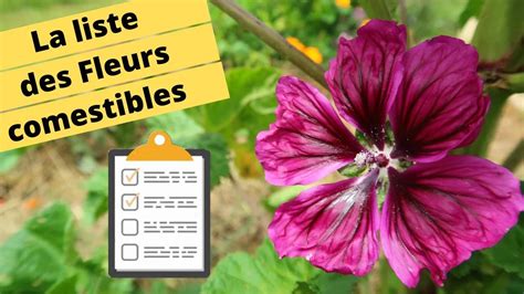 La Liste De Fleurs Comestibles