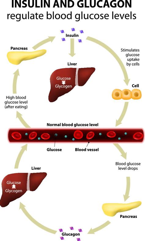 How The Liver Affects Blood Glucose Levels Diabetes Daily