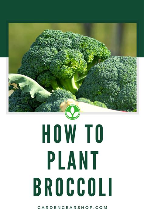 How To Plant Broccoli Artofit