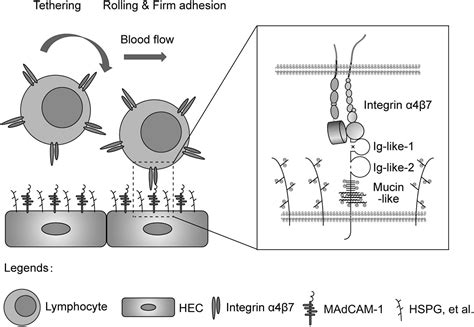 Frontiers Mucin Like Domain Of Mucosal Addressin Cell Adhesion