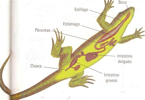 Sistema Digestivo Dos Anfibios Materilea