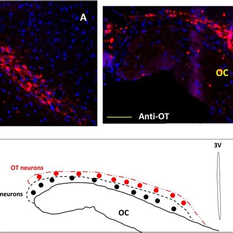 Immunofluorescent Micrographs Of Frontal Sections Through The