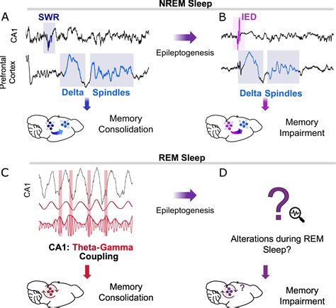 Hijacking Of Hippocampalcortical Oscillatory Coupling During Sleep In