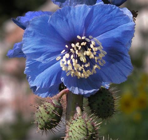 Meconopsis horridula TIBETAN BLUE POPPY - SeedScape