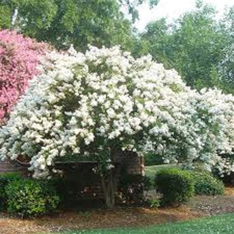 10 White Natchez Crape Myrtle Unrooted Cuttings Free Etsy