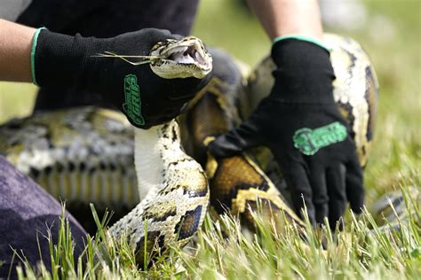 Le Gagnant Du Grand Prix A Retir Pythons Birmans De La Nature Lors