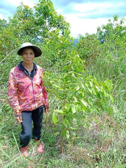 Social Entrepreneurs Mission Of Preserving Philippine Cinnamon Also