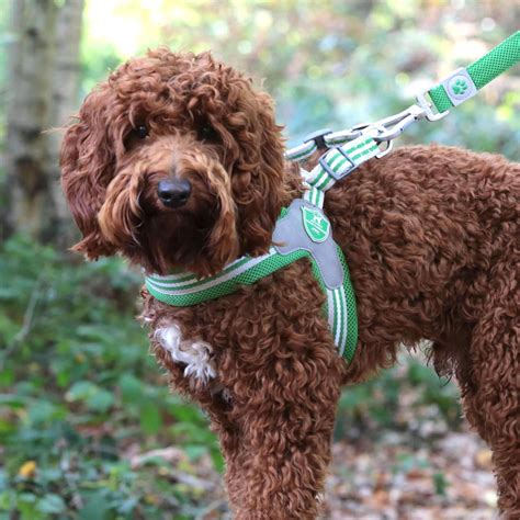 harness easy walk 8