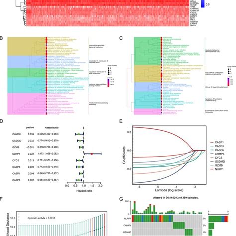 Construction Of Pyroptosis Related Risk Model A 35 Degs Between Crc