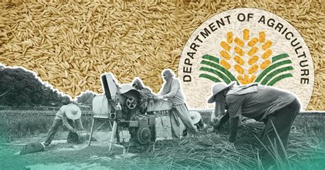 DA Umaasa Na Makamit Ang 20 44 Million Metric Tons Na Palay Output