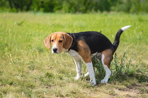 Hund Hat Verstopfung So Helfen Sie Ihm