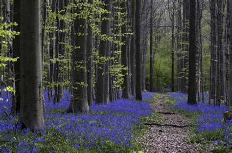 Bluebells in Hallerbos start to bloom | The Bulletin