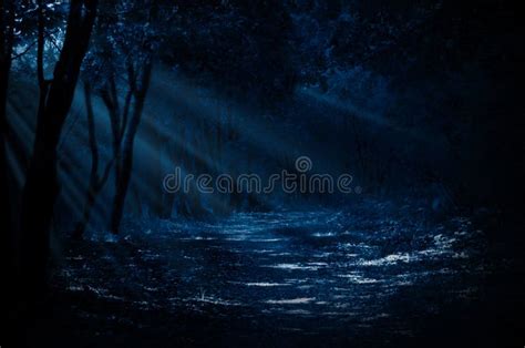 Floresta Da Noite Foto De Stock Imagem De Terreno Parque