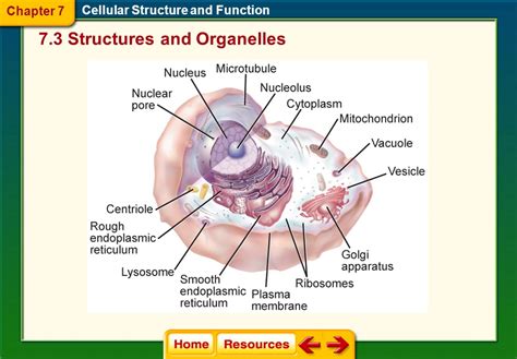 Click On A Lesson Name To Select Chapter Cellular Structure And