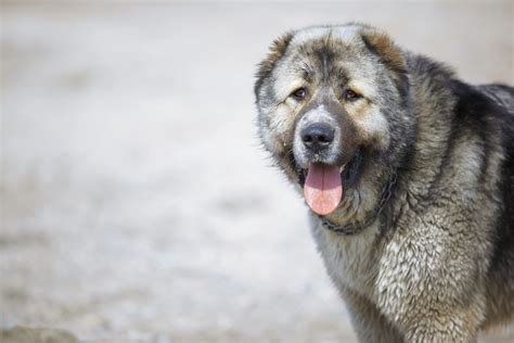 Central Asian Shepherd Dog Breed Pictures, Characteristics, & Facts