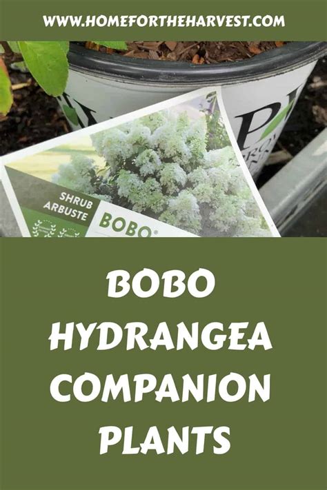 Bobo Hydrangea Companion Plants Perfect Pairings For A Harmonious