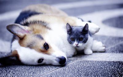 Download wallpapers Welsh Corgi, Munchkin cat, Sausage Cat, friendship, cat and dog, pets, cats ...