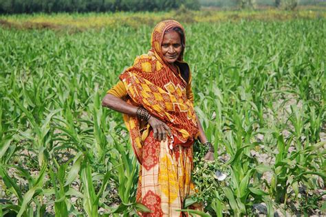 Climate Smart Strategy For Weed Management Proves To Be Extremely Effective Cimmyt