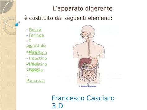 Ppt Lapparato Digerente Costituito Dai Seguenti Elementi