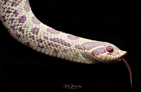 Purple Snakes - Page 2 - All Reptiles - MorphMarket Reptile Community