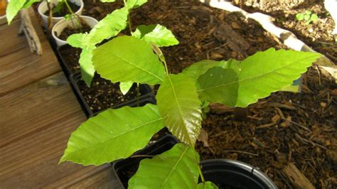 6 Thin Cuttings Of Organic Dunstan American Chinese Disease Resistant