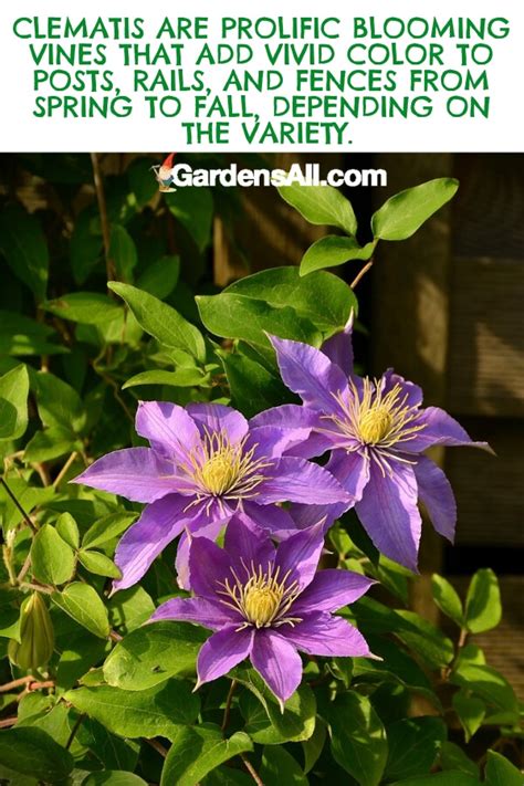 Purple flower - clematis | GardensAll