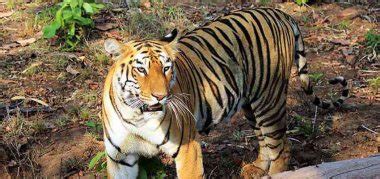 Best Arunachal Pradesh Wildlife Sanctuaries & National Parks