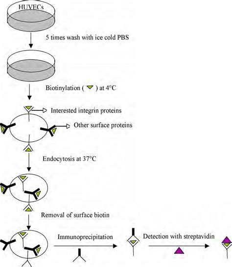 Schematic Representation Of Integrin Internalization With Biotin Labeling Download