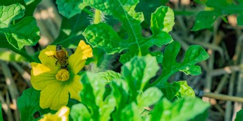 Male Vs Female Watermelon Its In The Flowers Gfl Outdoors