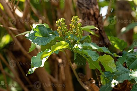 Flowering Angiosperm Tree 13071218 Stock Photo at Vecteezy