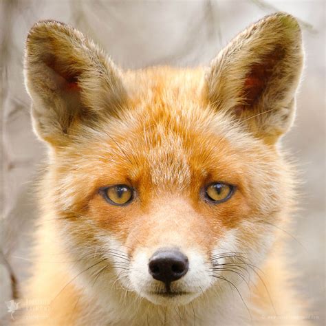 48 Faces Of Foxes Roeselien Raimond Nature Photography