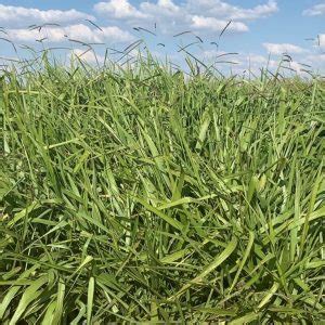 Arid Perennial Mixture Forage Pasture Seeds Brasuda