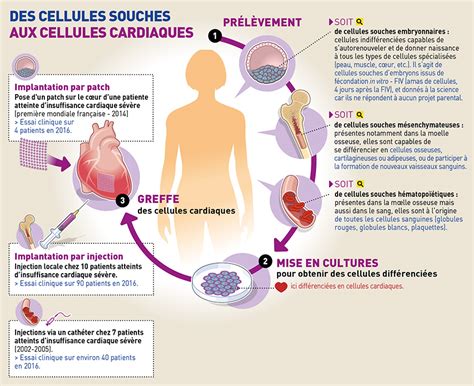 Cellules Souches Une Nouvelle Jeunesse Pour Le Coeur