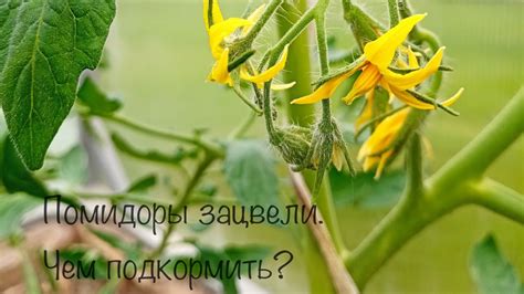Помидоры зацвели. Чем кормить? - YouTube
