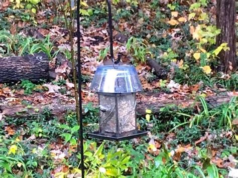 Homemade Bird Feeder Covers — Gardening Charlotte