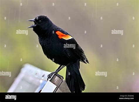 Male Red Winged Blackbird Agelaius Phoeniceus Singing In The Rain