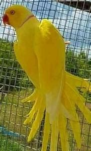 Yellow Indian Ringneck Parrot : r/yellow