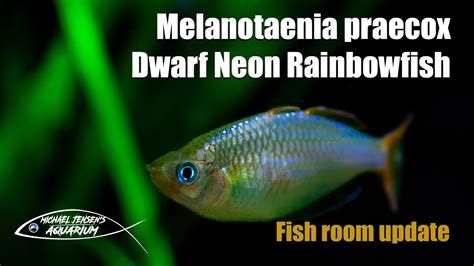 Melanotaenia Praecox The Dwarf Neon Rainbowfish Youtube