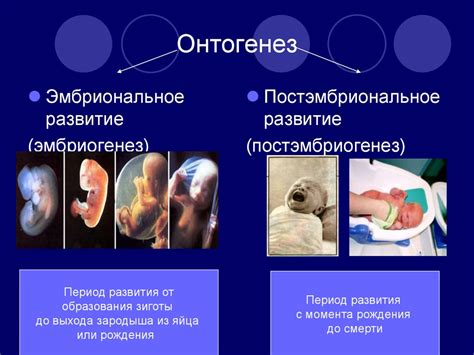Онтогенез - презентация онлайн