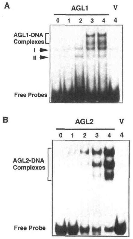 Figure From Dna Binding Properties Of Two Arabidopsis Mads Domain