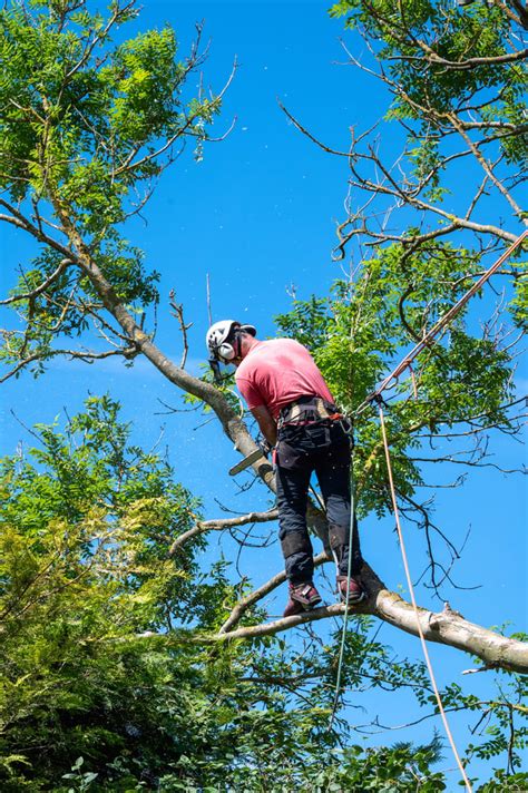 Tree Service In Salt Lake City Utah Free Estimate Text 801 784 Tree