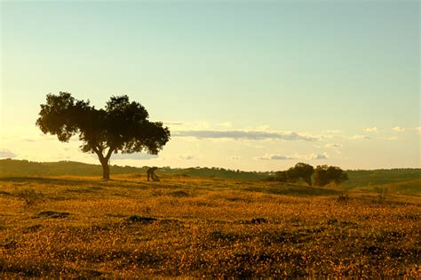 Beautiful Alentejo Landscape Stock Photo - Download Image Now - iStock