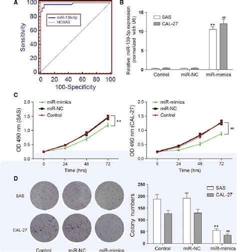 MiR 139 5p Suppresses Proliferation Of OSCC Cells A Receiver