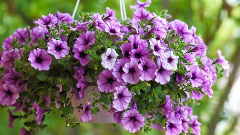 Best Trailing Plants For Hanging Baskets 12 Beautiful Ideas Homes And Gardens