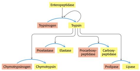 Proteolytic Enzymes Flashcards | Quizlet